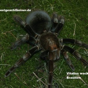 Pamphobeteus sp. platyomma // Vitalius wacketi