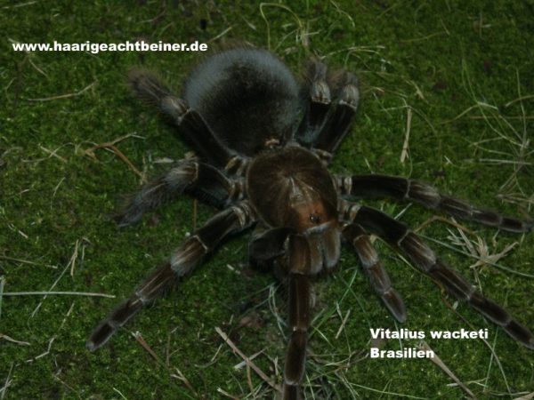 Pamphobeteus sp. platyomma // Vitalius wacketi