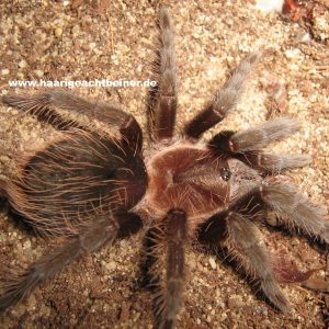 Tliltocatl (Brachypelma) albopilosum