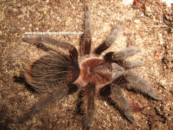 Tliltocatl (Brachypelma) albopilosum
