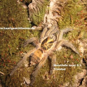 Holothele incei