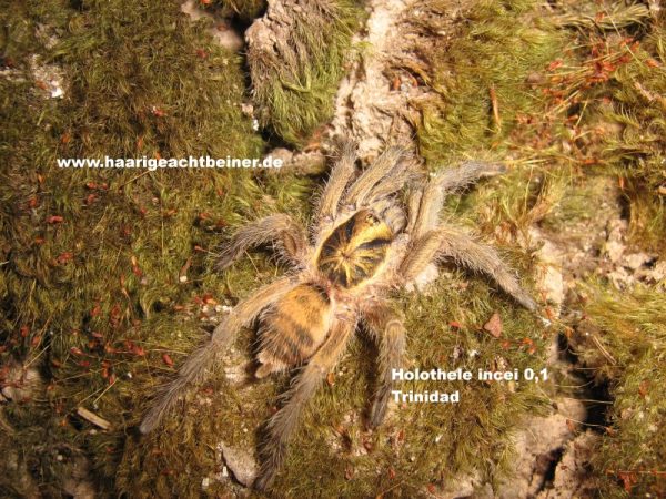 Holothele incei