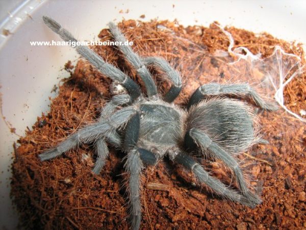 Lasiodora parahybana www.haarigeachtbeiner.de