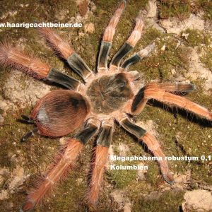 Megaphobema robustum