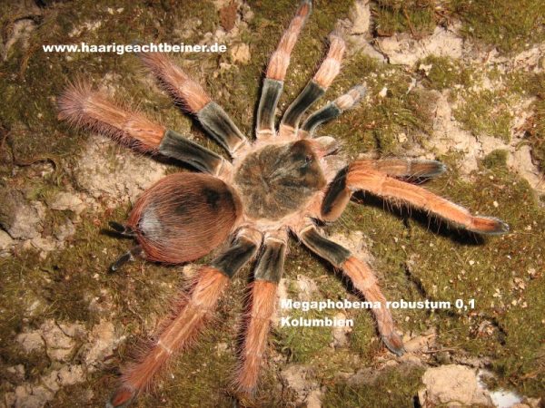 Megaphobema robustum