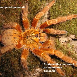 Pterinochilus murinus