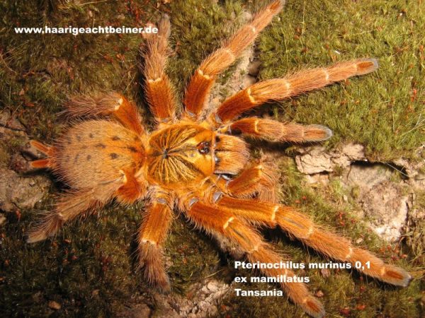 Pterinochilus murinus