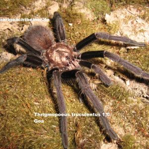 Thrigmopoeus truculentus