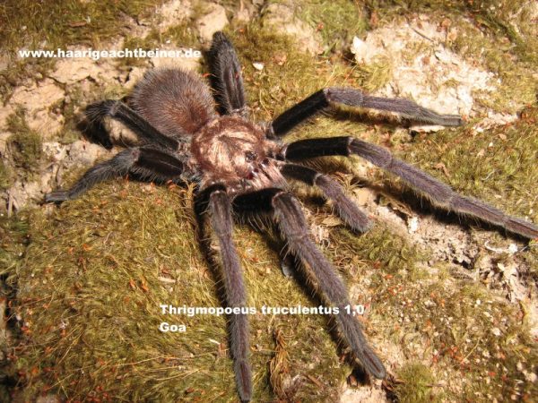 Thrigmopoeus truculentus