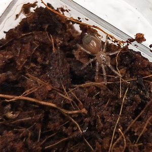 Pseudhapalopus sp.Kolombien gelb-blaue Farbvariante