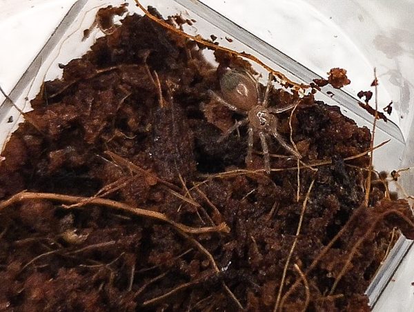 Pseudhapalopus sp.Kolombien gelb-blaue Farbvariante