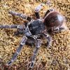 Acanthoscurria geniculata (Publikationsnachweis in der Beschreibung) – Bild 3
