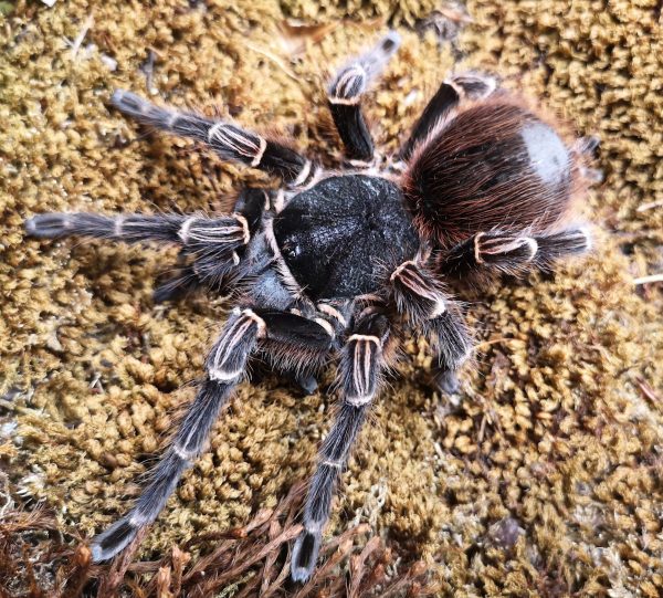 Acanthoscurria geniculata (Publikationsnachweis in der Beschreibung) – Bild 3