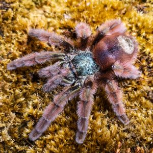 Caribena versicolor