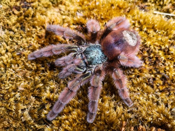Caribena versicolor 5 stk.