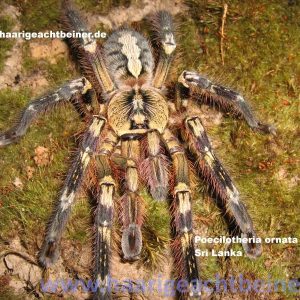 Poecilotheria ornata