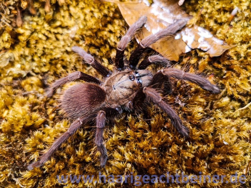 Thrigmopoeus truculentus www.haarigeachtbeiner.de