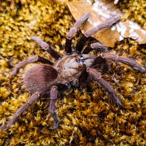 Thrigmopoeus truculentus