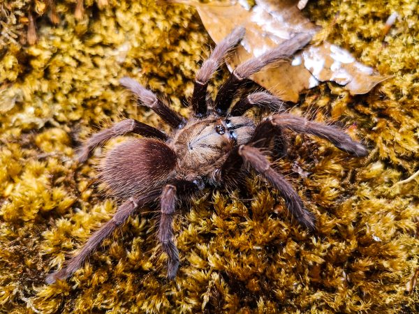 Thrigmopoeus truculentus