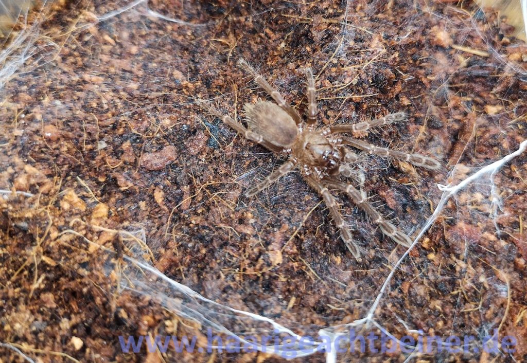 Thrigmopoeus truculentus www.haarigeachtbeiner.de