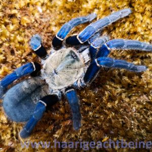 Cyriopagopus lividus