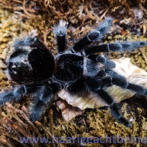 Grammostola actaeon