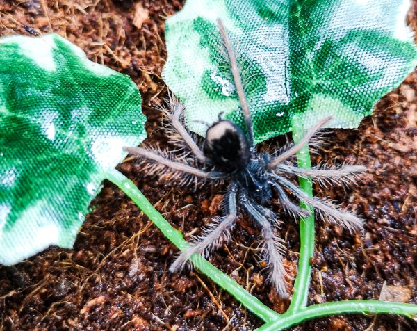 Xenesthis sp. bright 1.0
