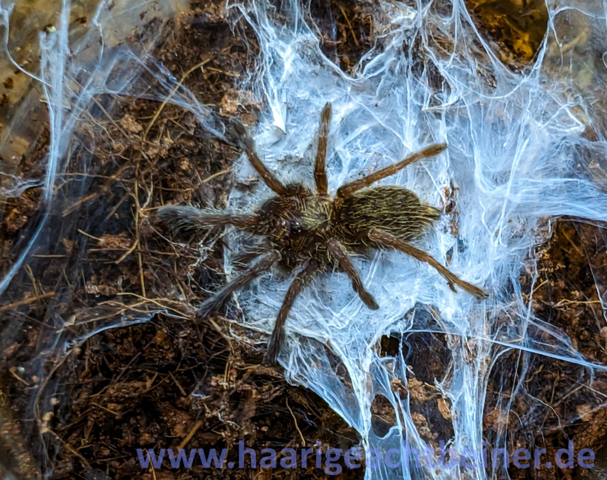 Ceratogyrus darlingi www.haarigeachtbeiner.de