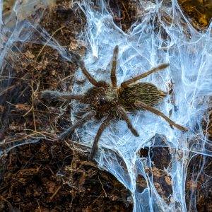 Ceratogyrus darlingi