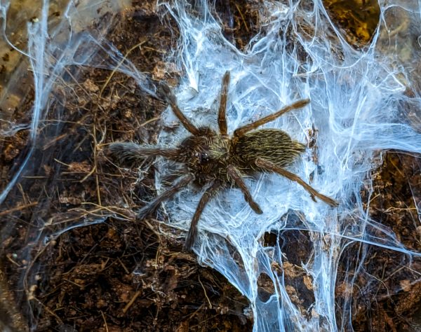 Ceratogyrus darlingi