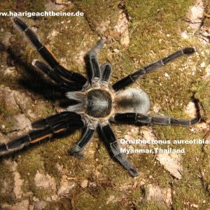 Ornithoctonus aureotibilis