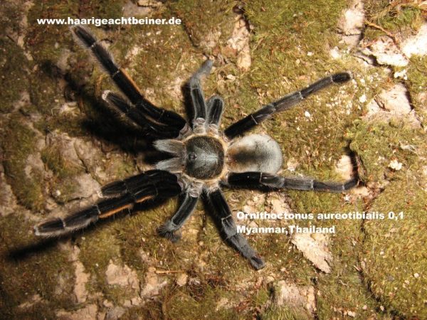 Ornithoctonus aureotibilis