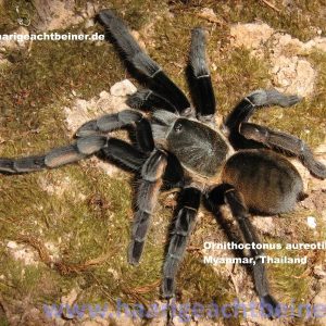 Ornithoctonus aureotibialis