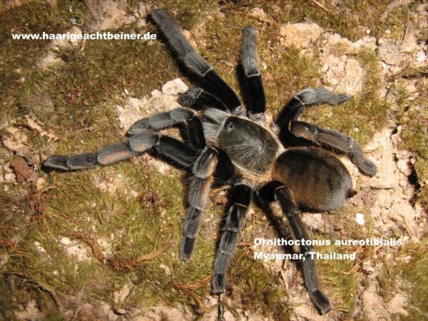 Ornithoctonus aureotibilis – Bild 2