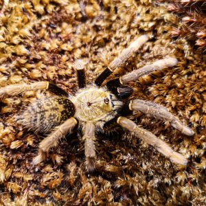 Encyocratella olivacea