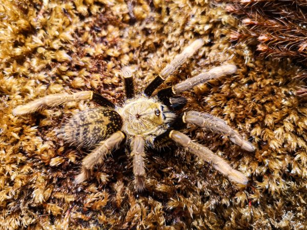 Encyocratella olivacea