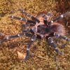 Acanthoscurria geniculata (Publikationsnachweis in der Beschreibung) – Bild 4