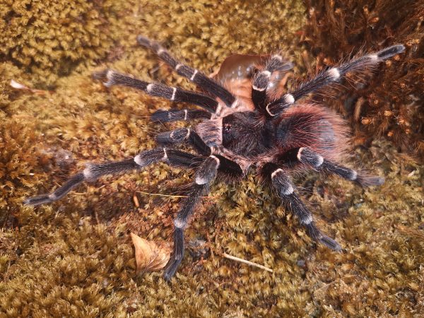 Acanthoscurria geniculata (Publikationsnachweis in der Beschreibung) – Bild 4