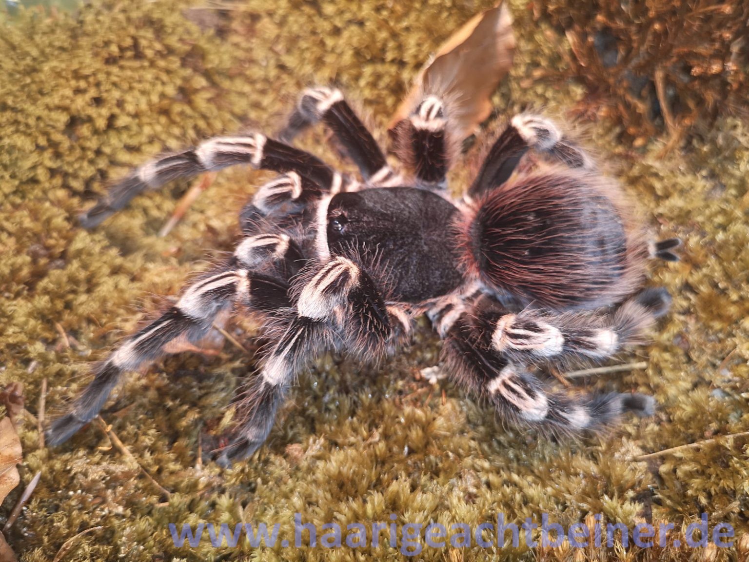 Acanthoscurria spec. (Publikationsnachweis in der Beschreibung ) www