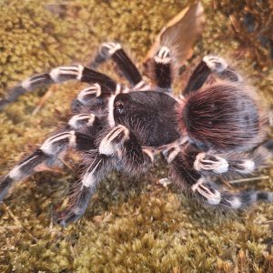 Acanthoscurria spec. (Publikationsnachweis : English translation)
