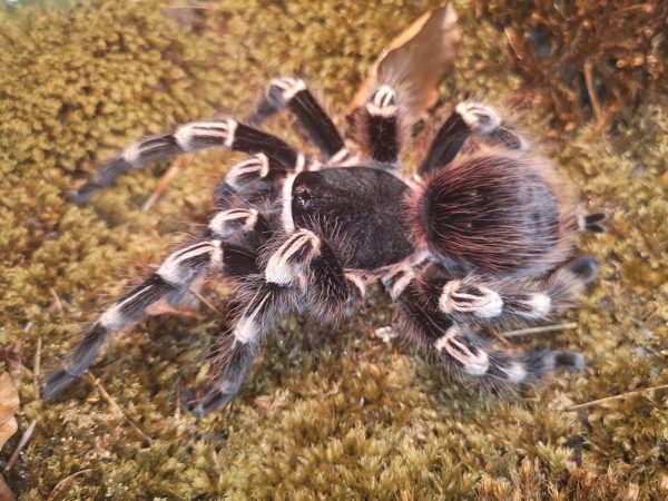 Acanthoscurria spec. (Publikationsnachweis : English translation)