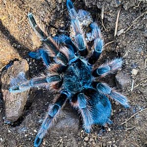 Grammostola anthracina