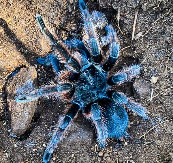 Grammostola anthracina