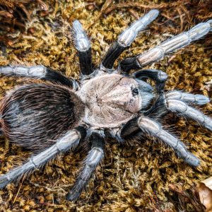 Lasiodorides polycuspulatus