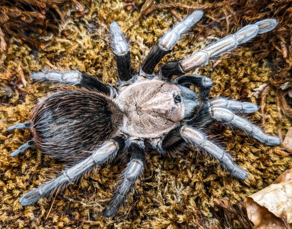 Lasiodorides polycuspulatus