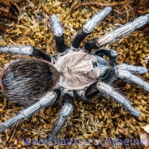 Lasiodorides polycuspulatus