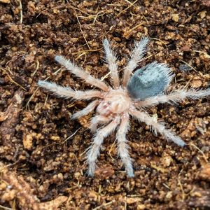 Grammostola rosea