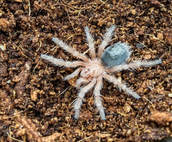 Grammostola rosea