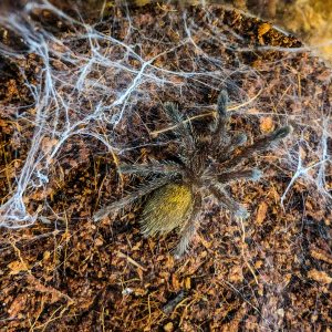 Pterinochilus murinus dcf "Mikumi"