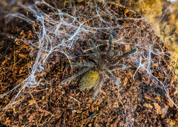 Pterinochilus murinus dcf "Mikumi"